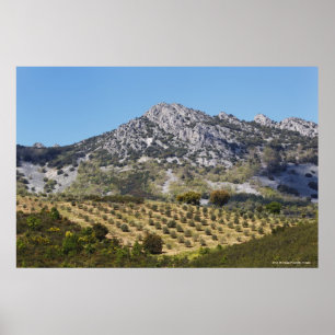 Olive Groves Poster