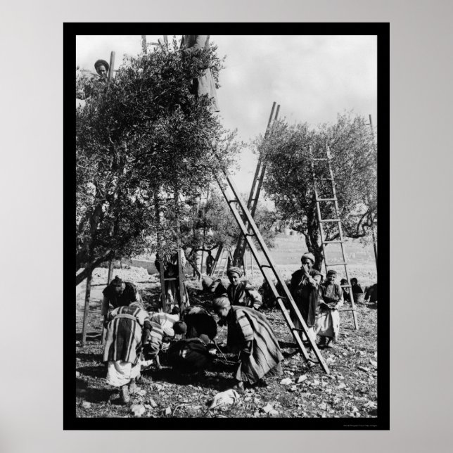 Olive Harvest Palestine 1886 Poster (Front)