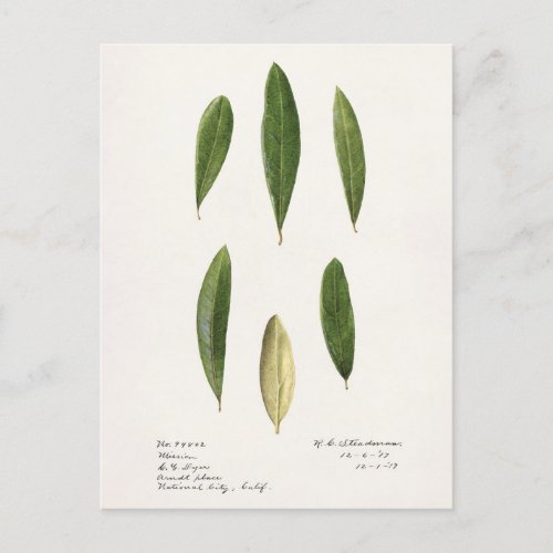 Olive leaves Olea Europaea Watercolor Painting Postcard