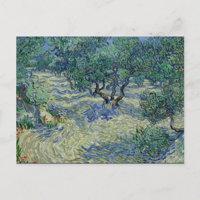 Olive Orchard by van Gogh Postcard (Front)