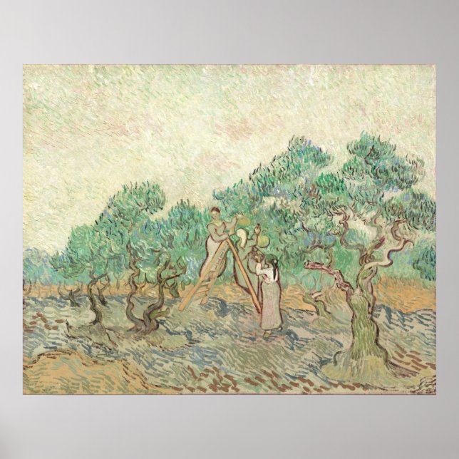 Olive Orchard - Vincent van Gogh Fine Art Poster (Front)