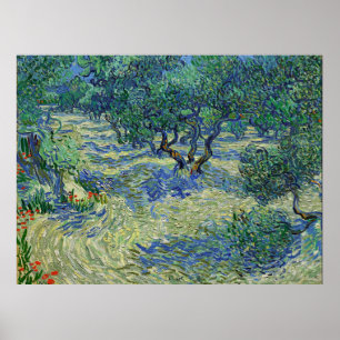 Olive Orchard, Vincent van Gogh Poster
