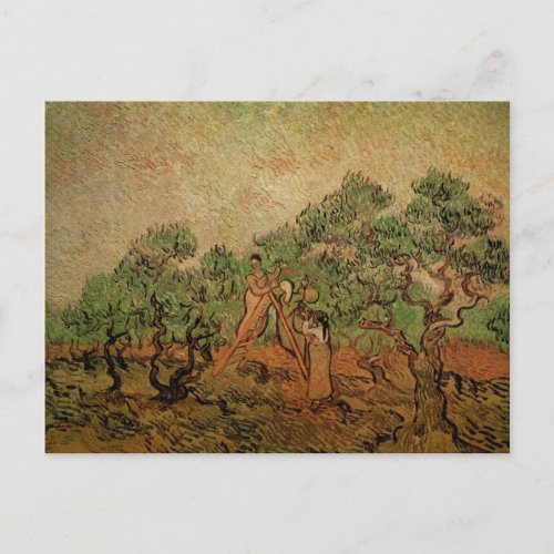 Olive Picking by Vincent van Gogh Postcard