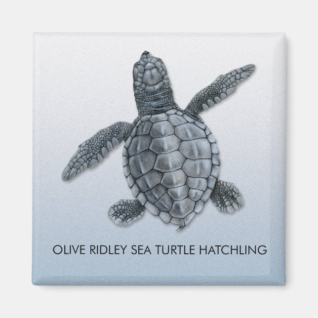 Olive Ridley Sea Turtle Hatchling Magnet (Front)