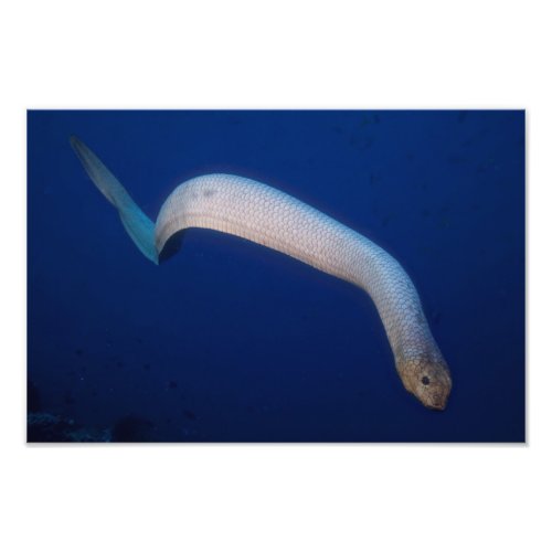 Olive Sea Snake Great Barrier Reef Coral Sea Photo Print