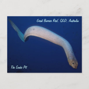 Olive Sea Snake Postcard