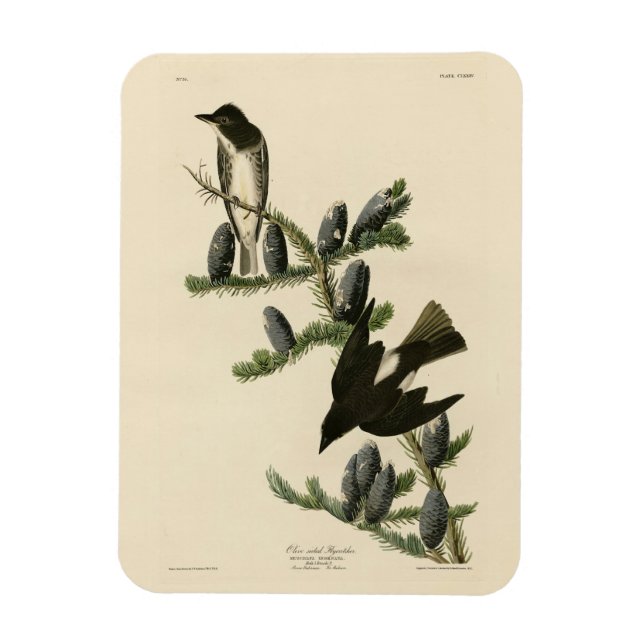 Olive-sided Flycatcher, Audubon's Birds of America Magnet (Vertical)