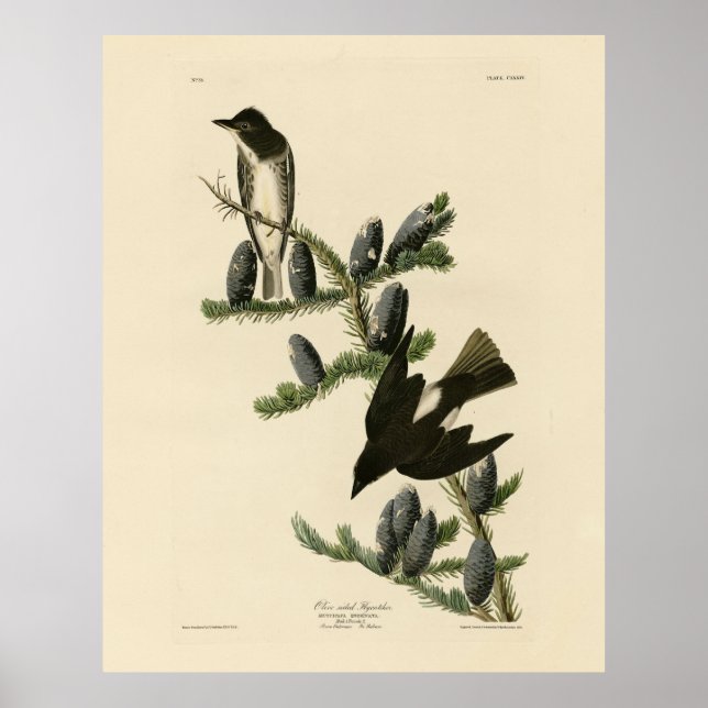 Olive-sided Flycatcher, Audubon's Birds of America Poster (Front)