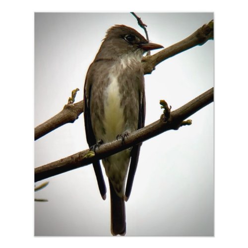 Olive_sided Flycatcher Photo Print