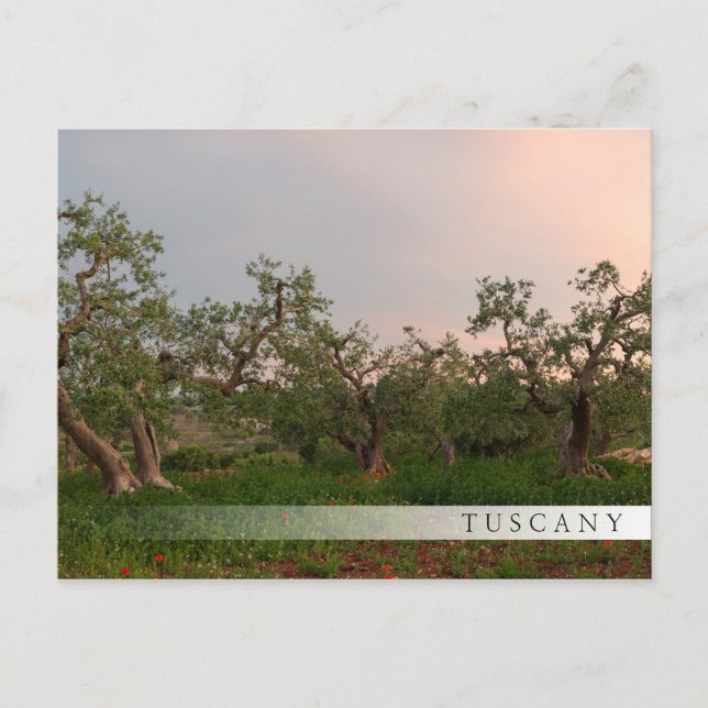 Olive tree grove at sunset bar postcard (Front)