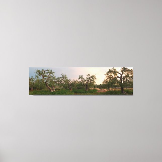 Olive tree grove at sunset canvas print (Front)