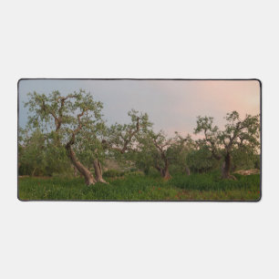 Olive tree grove at sunset desk mat