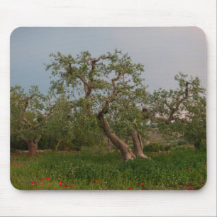 Olive tree grove at sunset mousepad