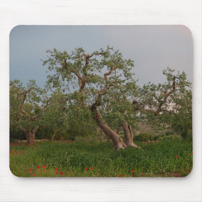 Olive tree grove at sunset mousepad (Front)