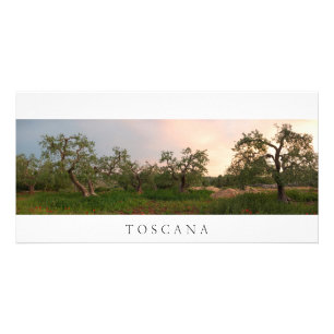 Olive tree grove at sunset photo card
