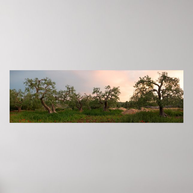 Olive tree grove at sunset poster (Front)