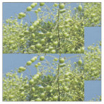 Olive Tree in Israel Fabric