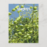 Olive Tree in Israel Postcard