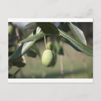 Olive tree in Italy Postcard
