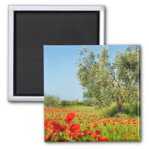 Olive tree in poppy field magnet