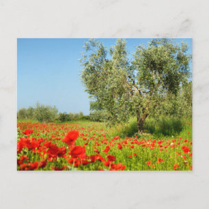 Olive tree in poppy field postcard