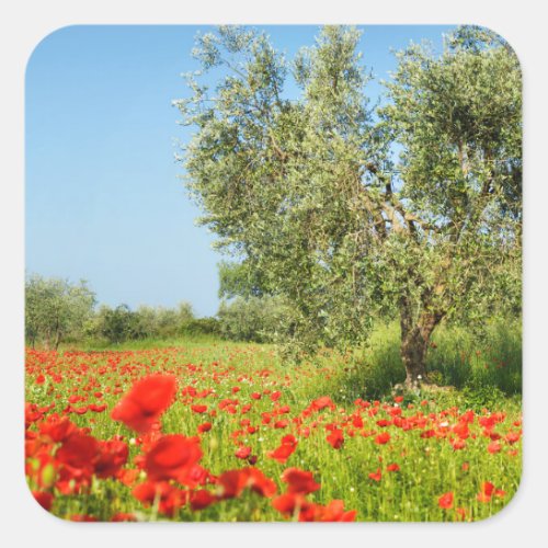 Olive tree in poppy field sticker