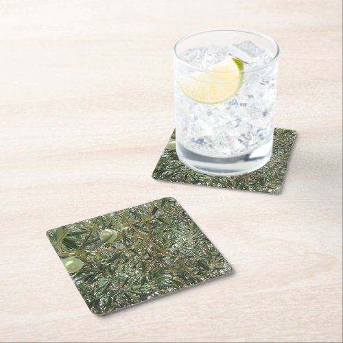 Olive Tree Leaves Square Paper Coaster