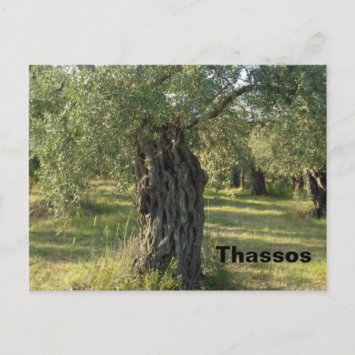 Olive Tree on the Greek island of Thassos Postcard