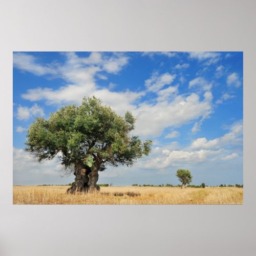 Olive tree poster