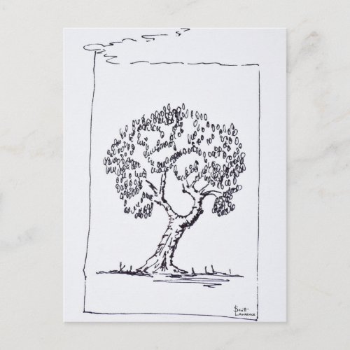 Olive Tree  South of France Postcard
