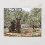 Olive Trees In Gethsemane, Jerusalem, Israel Postcard at Zazzle