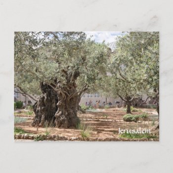 Olive Trees In Gethsemane  Jerusalem  Israel Postcard by Stangrit at Zazzle