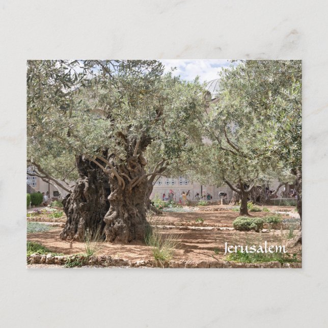 Olive trees in Gethsemane, Jerusalem, Israel Postcard (Front)