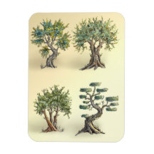 Olive trees in Provence pruned.