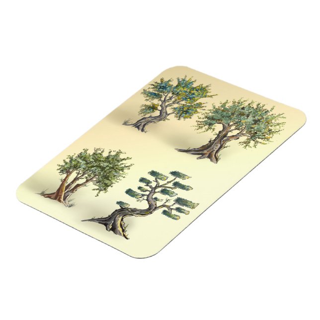 Olive trees in Provence pruned. Magnet (Left Side)
