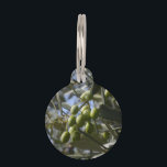 Olive Trees Pet Name Tag<br><div class="desc">Olives on an olive tree in Greece.</div>