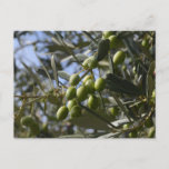 Olive Trees Postcard