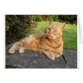 Oliver Cat (Front Horizontal)