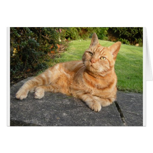 Oliver Cat Cards (Front Horizontal)