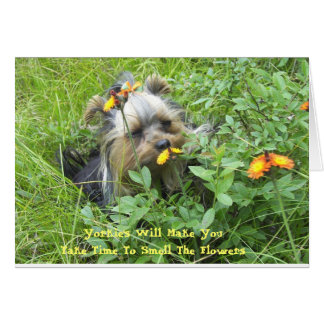 Oliver in the flowers 7-3-2007, Yorkie's Will M... Cards