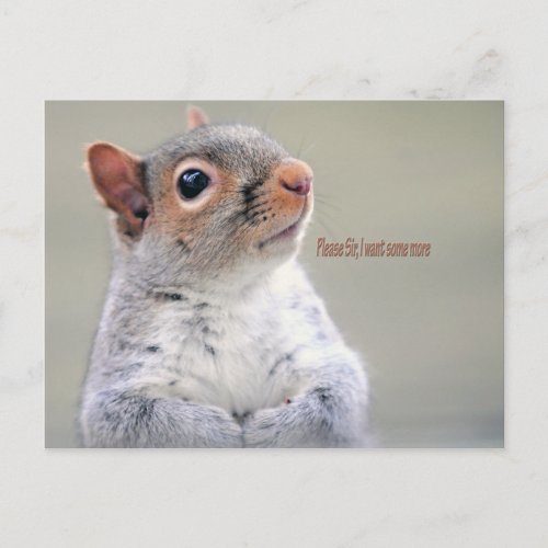 Oliver Twist Squirrel Postcard