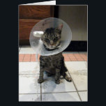 Oliver's Get Well Card<br><div class="desc">Laughter is the Best Medicine and when you're in need of surgery - a little humor couldn't hurt ... Oliver is a rescue kitty who just keeps rolling with the punches - always keeping a good attitude ... always laughing. Oliver was rescued from the street as an adult kitty. He...</div>