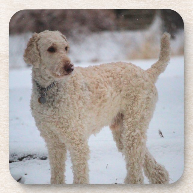 Ollie Beverage Coaster (Front)