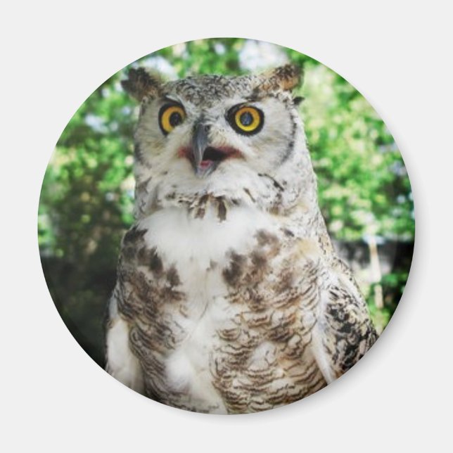 " OLLY " THE OWL MAGNET (Front)