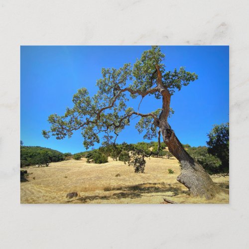 Olompali State Historic Park California Postcard