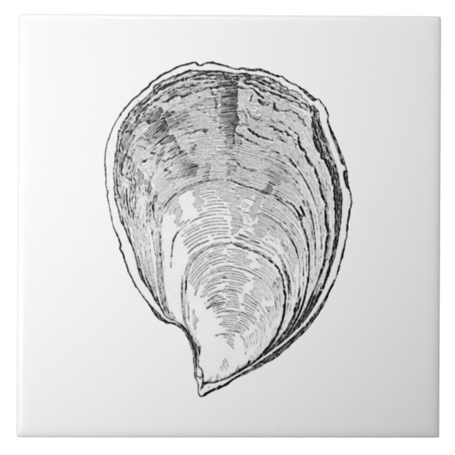 Olympia Oyster Illustration Tile (Front)