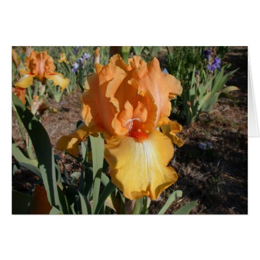 Olympic Challenge -Iris Cards (Front Horizontal)