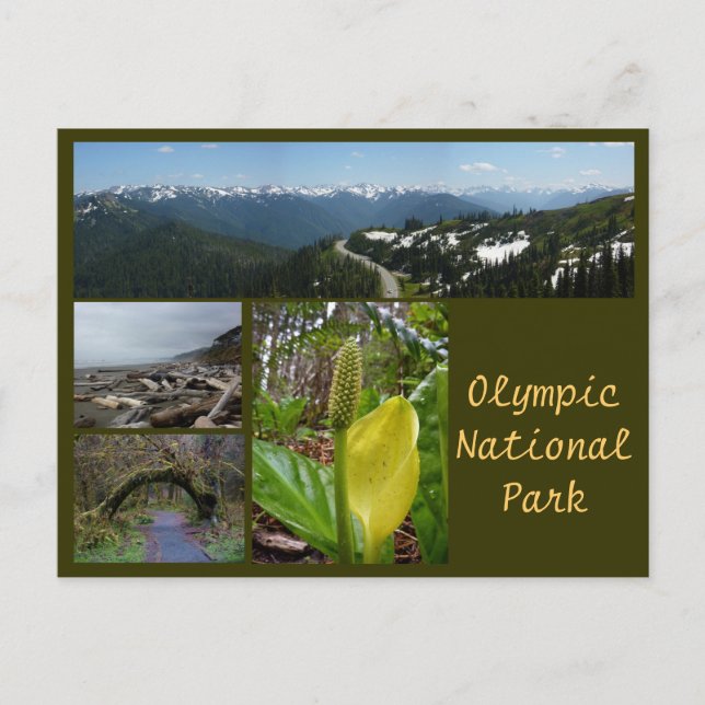 Olympic N.P. (Hurricane Ridge, Kalaloch, Hoh) Postcard (Front)