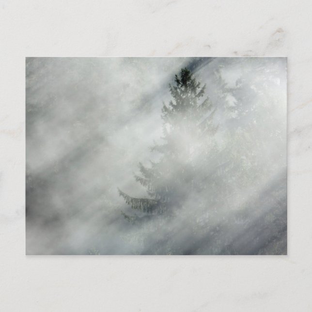 Olympic National Park | Hoh River Valley Postcard (Front)