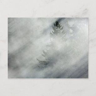 Olympic National Park Hoh River Valley Postcard